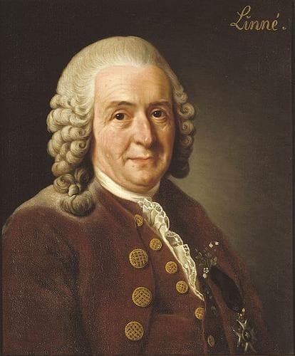 Retrato de Carl Linnaeus