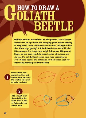 Tapa de Insects you can draw