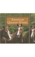 Tapa de American Quarter Horses