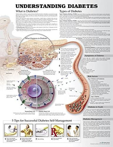 Tapa de Understanding Diabetes Anatomical Chart