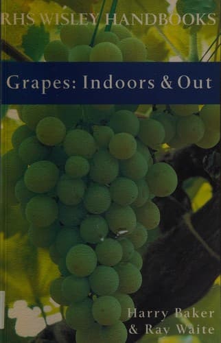 Tapa de Grapes, indoors and out