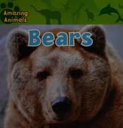 Tapa de Bears