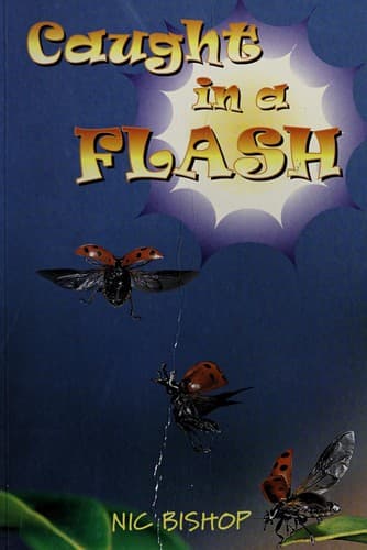 Tapa de Caught in a flash