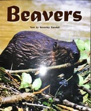 Tapa de Beavers