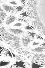 Tapa de LETTERS To MYSELF JOURNAL - Black and White Wedding Lace