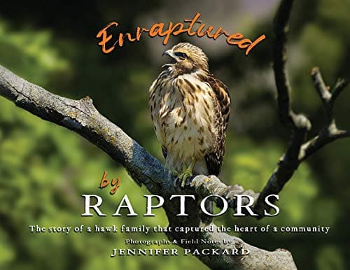 Tapa de Enraptured by Raptors