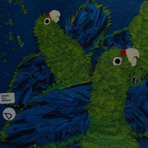 Tapa de Parrots over Puerto Rico
