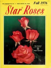 Tapa de Star roses