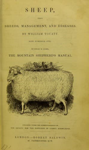 Tapa de Sheep