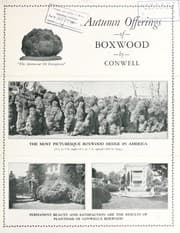 Tapa de Autumn offerings of boxwood by Connwell