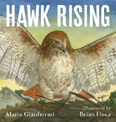 Tapa de Hawk rising
