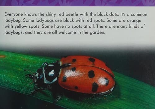 Tapa de Lady Bug (Life Cycles)
