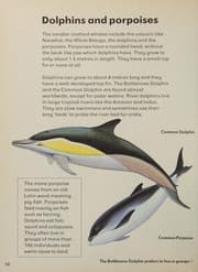 Tapa de Whales and Dolphins (First Sight)