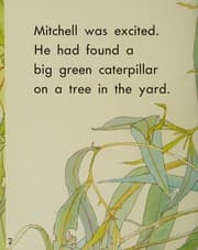 Tapa de SAT 4a Big Green Caterpillaris