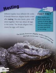 Tapa de Why Am I a Reptile? (Raintree Perspectives: Classifying Animals)