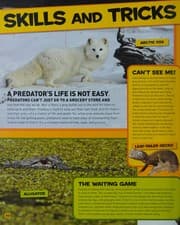 Tapa de Everything predators