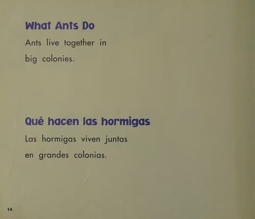 Tapa de Hormigas