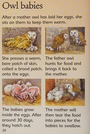 Tapa de Owls