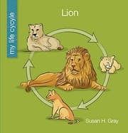 Tapa de Lion