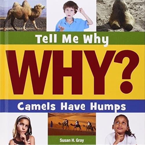 Tapa de Camels have humps