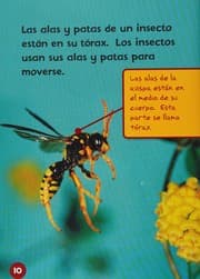 Tapa de Do you know about insects?