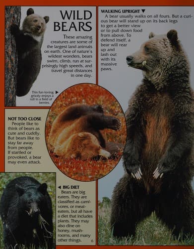 Tapa de Bears