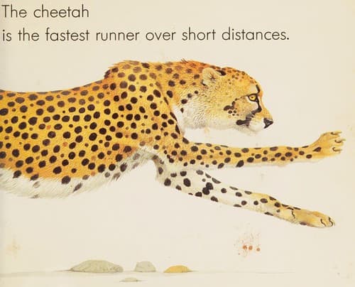 Tapa de Animal Runners