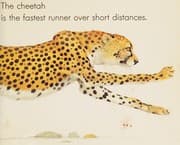 Tapa de Animal Runners