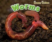 Tapa de Worms