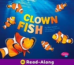 Tapa de Clown Fish
