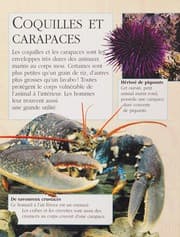 Tapa de Les coquillages
