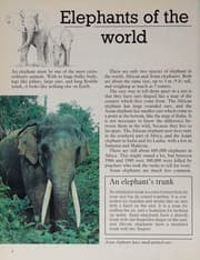 Tapa de The elephant