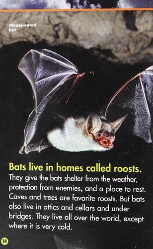 Tapa de Bats!