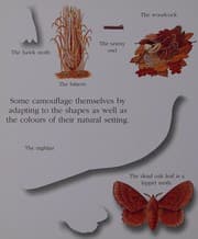 Tapa de Animal Camouflage (First Discovery)
