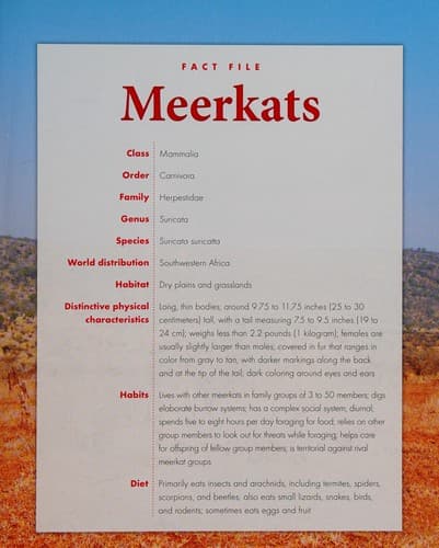 Tapa de Meerkats