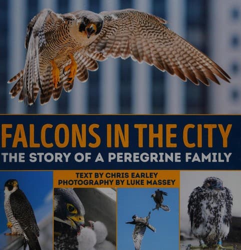 Tapa de Falcons in the city