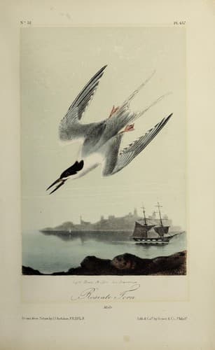 Tapa de Roseate tern