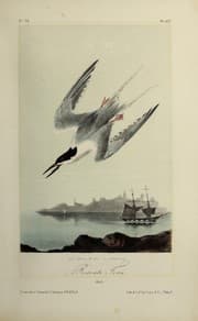 Tapa de Roseate tern