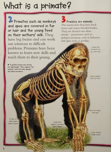 Tapa de Monkeys and Apes