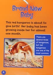 Tapa de Meet a baby kangaroo