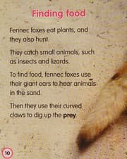 Tapa de Fennec foxes