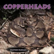Tapa de Copperheads