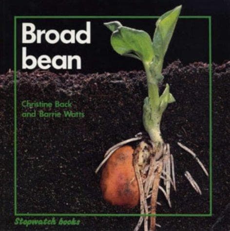 Tapa de Broad Bean