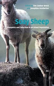 Tapa de Soay sheep