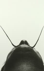 Tapa de Obra completa Salvador Dalí vol. 4 - Assaigs I