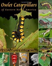 Tapa de Owlet caterpillars of eastern North America