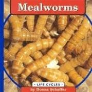 Tapa de Mealworms