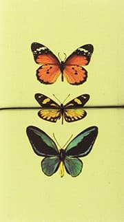 Tapa de Libreta grande mariposas