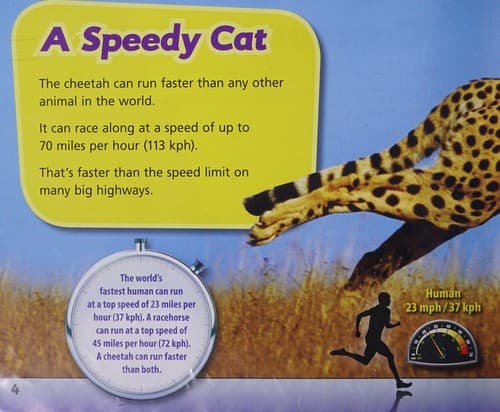 Tapa de Cheetah