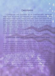 Tapa de I Am Not an Octopus